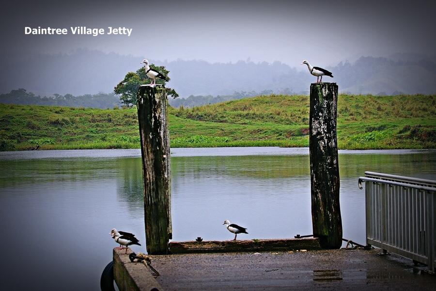 Egrets Rest Villa Daintree Exterior foto