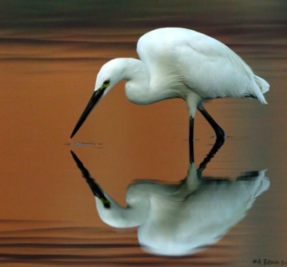 Egrets Rest Villa Daintree Exterior foto