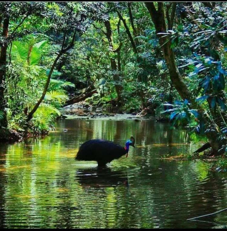 Egrets Rest Villa Daintree Exterior foto