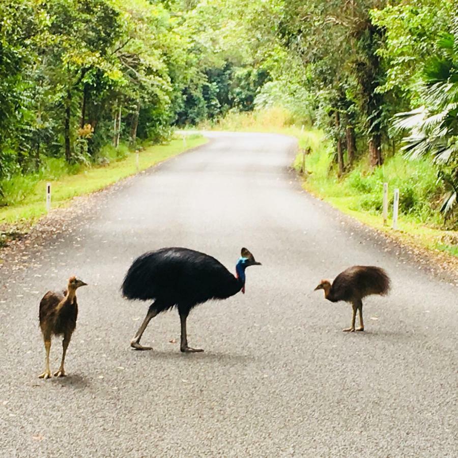 Egrets Rest Villa Daintree Exterior foto