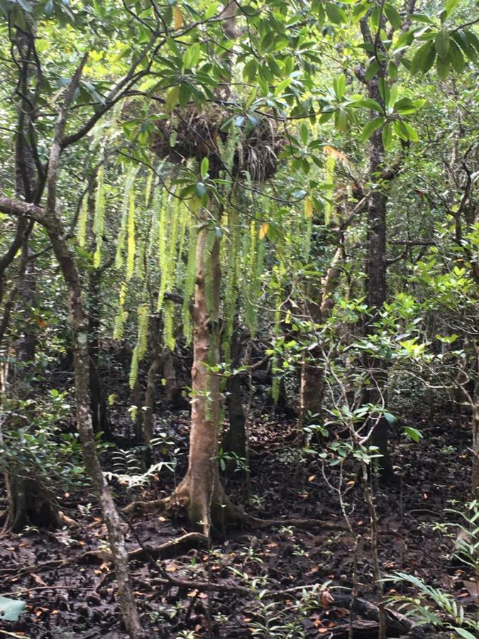 Egrets Rest Villa Daintree Exterior foto