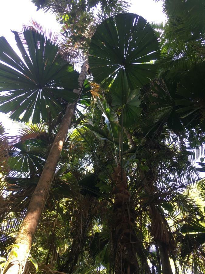 Egrets Rest Villa Daintree Exterior foto