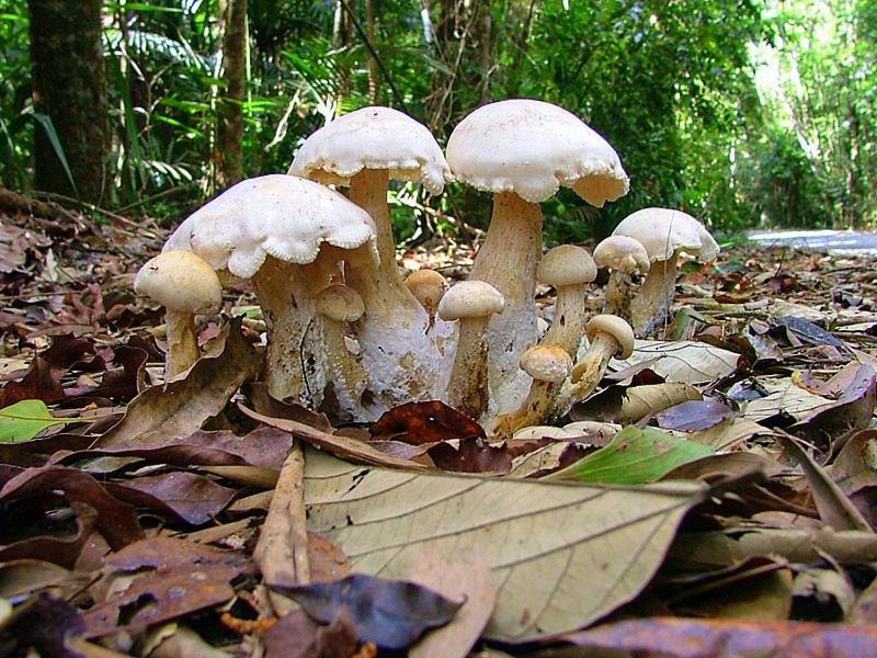 Egrets Rest Villa Daintree Exterior foto